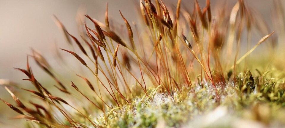 Hva er en LP i et VC-fond?